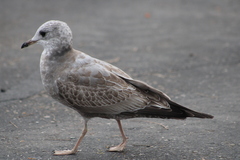 Larus brachyrhynchus