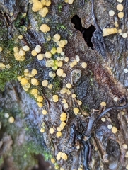 Bactridium ellisii