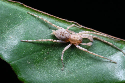 Anyphaena shenzhen · iNaturalist