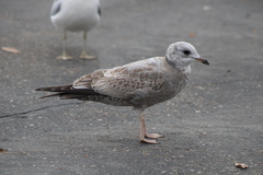Larus brachyrhynchus