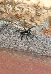 Diapontia uruguayensis
