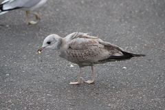 Larus brachyrhynchus