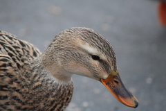 Anas platyrhynchos