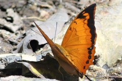 Charaxes bernardus