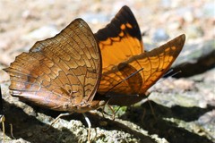 Charaxes bernardus
