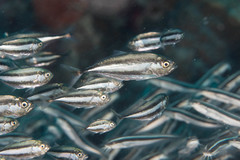 Caranx bucculentus