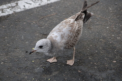 Larus brachyrhynchus