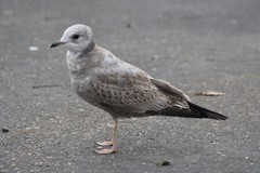 Larus brachyrhynchus