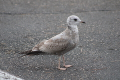 Larus brachyrhynchus