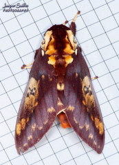 Citheronia phoronea