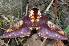 Citheronia phoronea