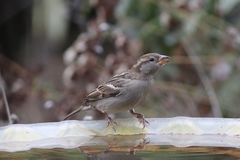 Passer domesticus