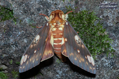Citheronia hamifera