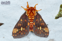Citheronia andina