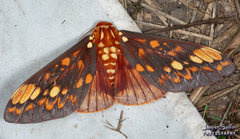 Citheronia andina