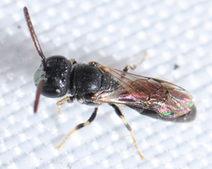 Hylaeus mesillae