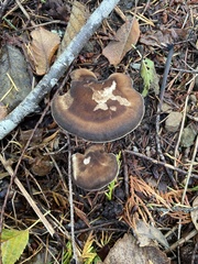 Jahnoporus