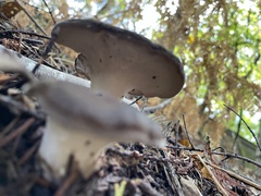 Jahnoporus