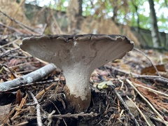 Jahnoporus