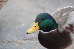 Anas platyrhynchos