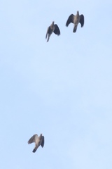 Patagioenas fasciata