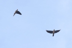 Patagioenas fasciata