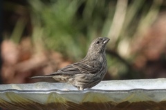 Haemorhous mexicanus