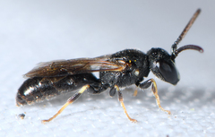 Hylaeus mesillae
