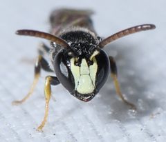 Hylaeus mesillae
