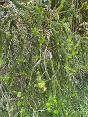 Melaleuca diosmifolia