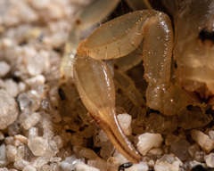 Paruroctonus luteolus