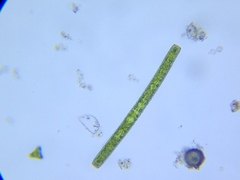 Pleurotaenium coronatum