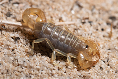 Paruroctonus luteolus