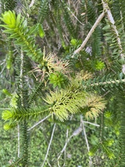 Melaleuca diosmifolia