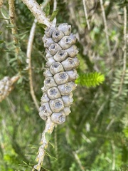 Melaleuca diosmifolia