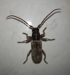 Anelaphus inermis