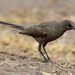 Lamprotornis unicolor - Photo (c) Ad Konings, alguns direitos reservados (CC BY-NC), uploaded by Ad Konings