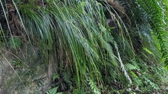 Carex brunnea