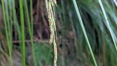 Carex brunnea