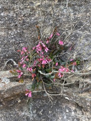 Epacris reclinata