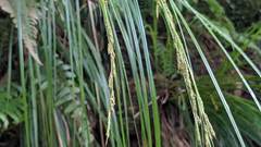 Carex brunnea