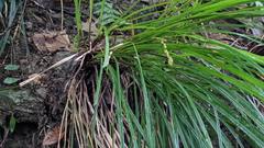 Carex brunnea