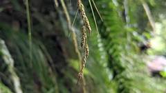 Carex brunnea