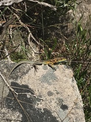Ctenophorus decresii