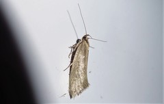 Tingena chloradelpha