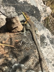Ctenophorus decresii