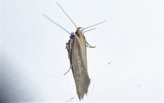 Tingena chloradelpha