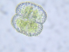 Cosmarium punctulatum