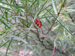 Dicranosterna immaculata