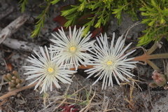 Delosperma guthriei